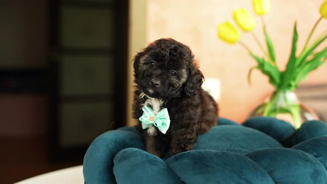 Cute playful toy poodle puppy resting on a dog bed. A small charming dog with funny ears lies in a chaise lounge. Pets