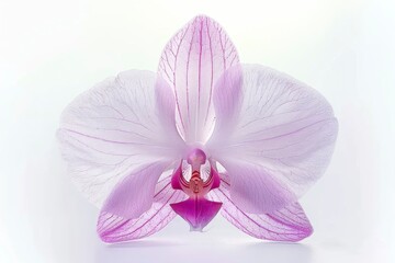 Fototapeta premium Pink orchid with isolated white background