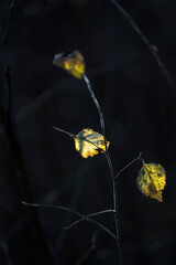 Close up of autumn leaves. Finland