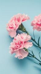 pink carnations on blue background