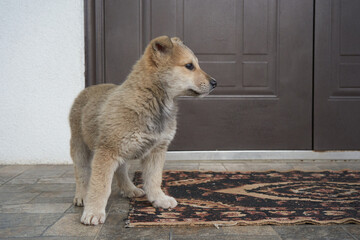 puppy at the door, the puppy is standing by the front door on the stairs