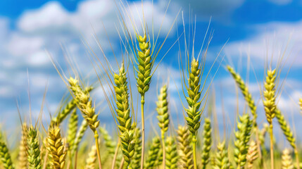 Green wheat field under blue sky