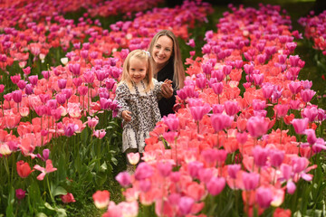 A beautiful little girl walks in a field of tulips. Mom and daughter in a field with flowers. Mom...