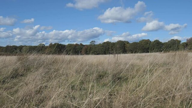 A field with dried out grass in late summer with a green forest in the background. 