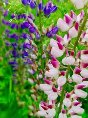 Lupine's Lavender Symphony: Tall spires of pink and purple lupine flowers rise elegantly, creating a colorful and textured spectacle that sings the song of summer