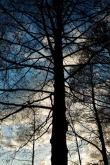 Silhouetted Tranquility: The stark silhouette of a bare leafless tree against a calming twilight...