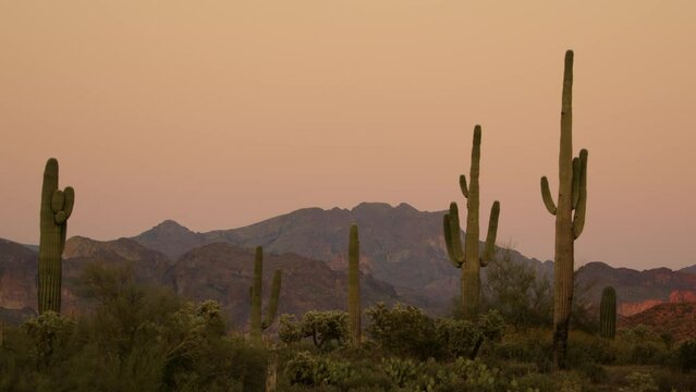 Desert sunset