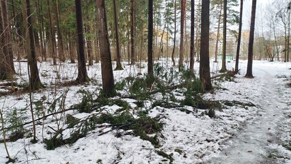 A spruce tree in the park was broken by strong winds and fell to the ground. Behind the trees are...