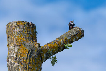 Great Spotted Woodpecker on top of cottonwood - obrazy, fototapety, plakaty