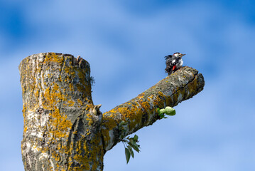 Great Spotted Woodpecker on top of cottonwood