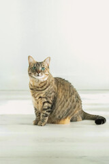 The image shows a cat sitting on a flat and smooth surface.