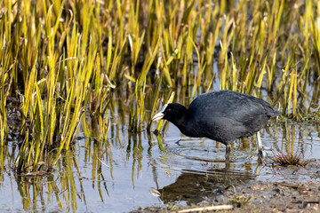 Bird (Sothöna) try to find somthing to eat.