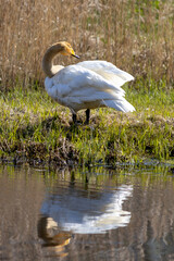 Big swan cleaning and try to find friends