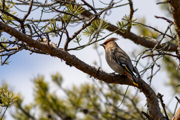 bird on a branch waiting for someone.