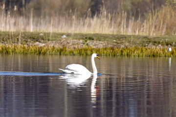 swan in the lake a calm day