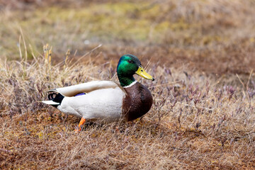mallard duck on the grass