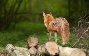 Fototapeta premium Red fox standing on tree logs in a forest