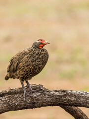 Swainson’s Francolin, Pternistis swainsonii, on a fallen log looking up in the Bushveld of the Kruger National Park in South Africa.