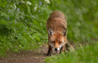 Fototapeta premium Portrait of a red fox standing in a meadow