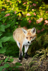 Red fox standing on a tree in a forest in spring