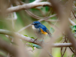 Fototapeta premium 深い藪の奥でリラックスしているルリビタキの雄