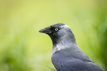 Close-up western jackdaw portrait with green background for copyspace on a sunny spring day.