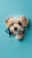 Springtime Surprise: Teacup Havanese Peeking Through Sky Blue Paper Wall
