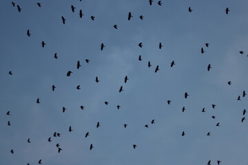 crow birds flying in blue sky