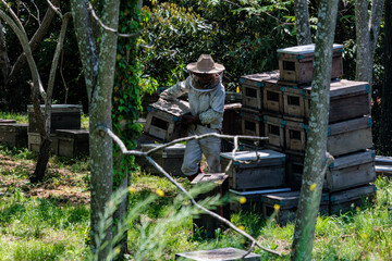 蜜蜂の巣箱を整備する養蜂家
