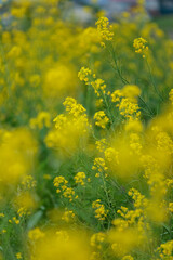 Fototapeta na wymiar 一面黄色く埋め尽くす菜の花畑