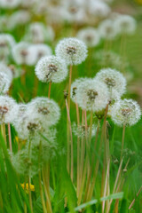 群生した白いタンポポの綿毛