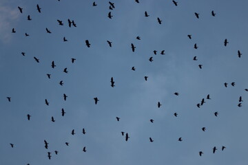 crow birds flying in blue sky