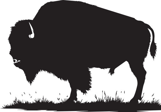 black bison silhouette on grass