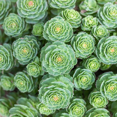 green and yellow flowers