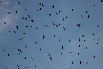 crow birds flying in blue sky
