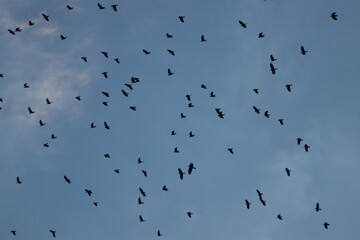 crow birds flying in blue sky
