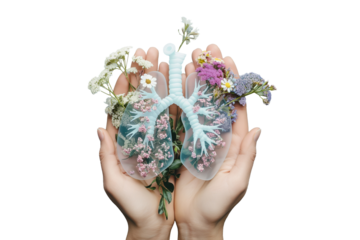 A woman's hand holding a lung organ with flowers isolated on a transparent background. Lung cancer awareness, World Pneumonia Day, Asthma, COPD, Hypertension