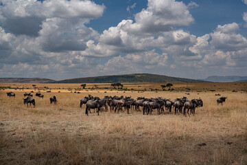 Obraz premium Wildebeest migration, Serengeti National Park, Tanzania, Africa