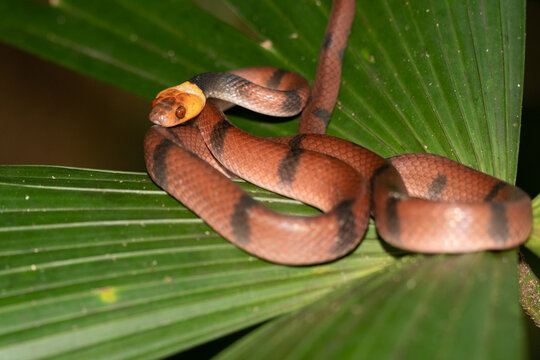 Eastern coral snake (Micrurus fulvius)