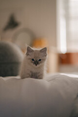 portrait of a fluffy white blue-eyed Ragdoll kitten on a bed