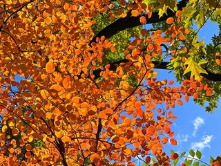  Golden autumn in the park