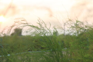 Asparagus Growth: From Soil to Spear