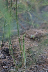 Asparagus Growth: From Soil to Spear