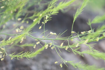 Asparagus Growth: From Soil to Spear