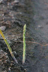 Asparagus Growth: From Soil to Spear