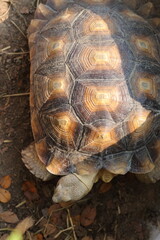 Sulcata tortoise shell, copy space, Top View	
