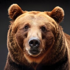 Portrait of a bear's face on a minimalist background
