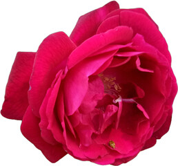 Rose red flower 