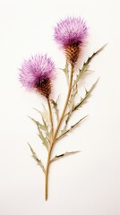 Real pressed thistle flower plant herb inflorescence. - obrazy, fototapety, plakaty