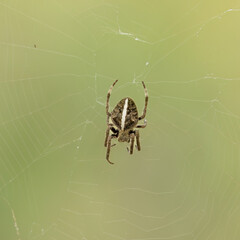 A spider called a Garden Orb Weaver with a white stripe down its back, suspended in its web while waiting for prey in the Gold Coast Botanical Gardens in Queensland, Australia.